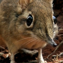 One of my favorite bits of LIFE footage, rufous sengi (or elephant shrew) on the run set to Alex Smith's Aphid Frenzy.