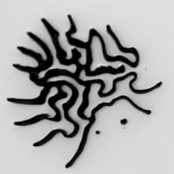 Beautiful video of a magnetic field introduced to a shallow dish containing ferrofluid.