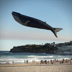 Why fly just another kite when you could be flying a 100 foot long blue whale from Peter Lynn Kites.