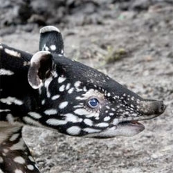Zoos welcome a new Malayan tapir, this time Artis Zoo in the Netherlands. Incredible how different their patterns are!