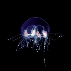 Incredible photographs of plankton from the Tara research vessel which recently completed a 70,000 mile journey around the world's oceans.