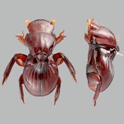 This little beetle has evolved a handle on its back, allowing it to be carried around by termites!
