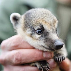 Adorable baby red coatis at Zoo Brno in the Czech Republic.