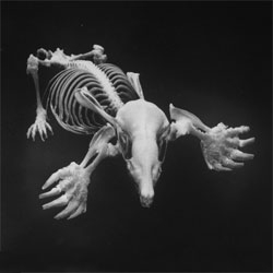 A mole skeleton. Just one of a series of 60-year-old pictures of skulls and bones photographed for LIFE by the great Andreas Feininger.