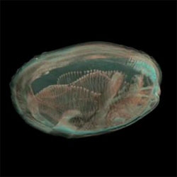 3-D Cybertaxonomy. Specimens imaged using X-ray microtomography at the Hellenic Centre for Marine Research in Greece.
