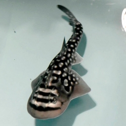 These Shark Ray pups born at the Newport Aquarium are the first born in captivity.