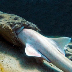 Researchers from the ARC Centre of Excellence for Coral Reef Studies captured a shark eating another shark in the Great Barrier Reef! The a tasselled wobbegong shark was swallowing brown-banded bamboo shark head first!