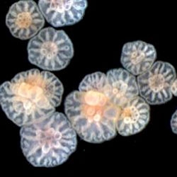 New research suggests that even fragments of embryonic corals can go on to form complete individuals.