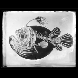 Gorgeous look of anglerfishes from the archives of the American Museum of Natural History.