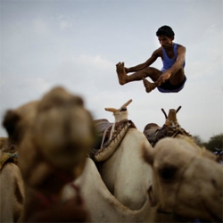Ed Ou's fantastic photos of men jumping over camels in the remote region of Tehama, Yemen. 