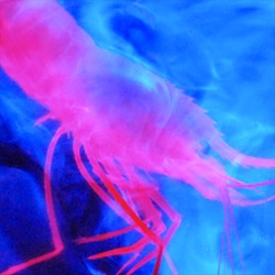 A shrimp that vomits bioluminescence into the surrounding water and other deep sea bioluminescent organisms in the northern Bahamas.