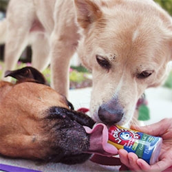 Lickety Stik, a lickable treat stick for dogs from PetSafe that looks a bit like a glue roller! 1 calorie per 100 licks.