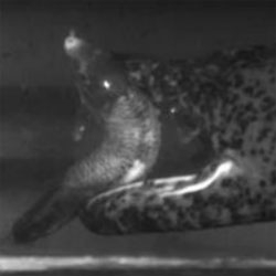 Incredible footage of the giant salamander's 'supersucking' powers. This enormous amphibian can vacuum up a whole fish in 0.05 seconds.