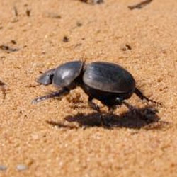 Scientists take a closer look at the slow, galloping gait of dung beetle.