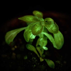 BioGlow have produced a genetically modified plant that glows in the dark. The result, Starlight Avatar, is now available by auction.