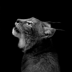 Beautiful black and white portraits of animals by Lukas Holas.