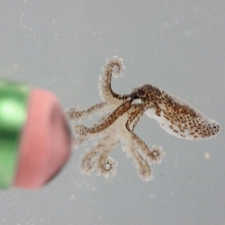 Baby octopi hatched at the Mote Marine Laboratory and Aquarium in Florida.
