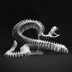 Intricate, realistic plastic skeletal model kits from Bonelabs.
