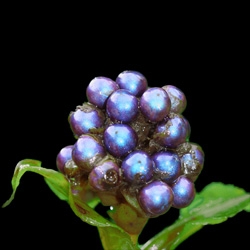 Pollia condensata Berries with an iridescent structural blue color are superblue!