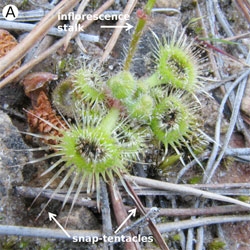 How a sundew snatches its insect prey. First, 18 6-millimeter-long 'tentacles' flick the prey to the center of the leaf; then another set of tentacles covered with glue draws it deep into the fold of the leaf where it is digested.