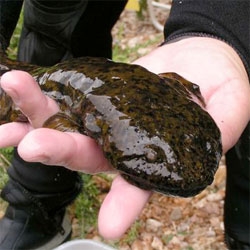 The Nashville Zoo makes history, successfully breeding the Eastern Hellbender in captivity for the first time!