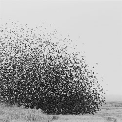 How the power of swarms help us fight cancer, understand the brain, and predict the future.