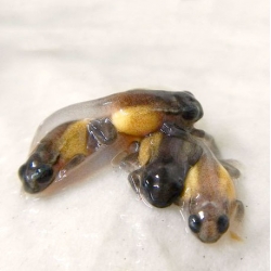 Baby critically endangered Archey's Frogs at the Auckland Zoo.