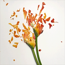Jon Shireman's beautiful Broken Flowers series features shattered flowers, which have been soaked in liquid nitrogen.