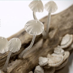 Yukio Takano of The Great Mushrooming's incredible mushroom shaped lamps.