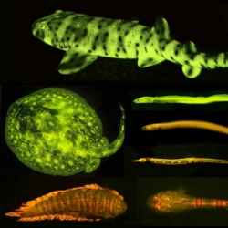 Researchers have identified more than 180 species of fish that sport fluorescent coatings.