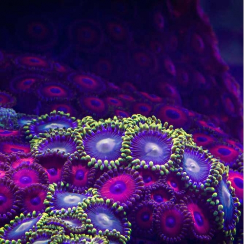 The beauty of corals captured by myLapse in Coral Colors.