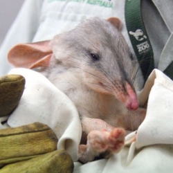 The unusual face of a baby bilby at Taronga Zoo.