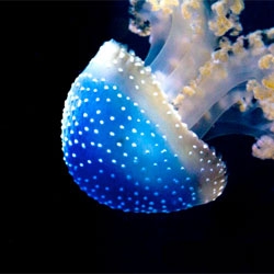 Incredibly beautiful Australian or white-spotted jellyfish (Phyllorhiza punctata) at the California Academy of Sciences almost look like little swimming blue toadstools!