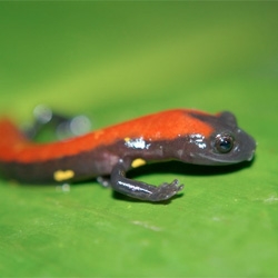 Meet 10 newly discovered amphibian species!