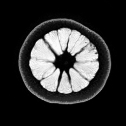 Inside Insides - blog depicting three-dimensional imagery constructed from MRI (Magnetic Resonance Imagery) scans of various fruits and vegetables. 