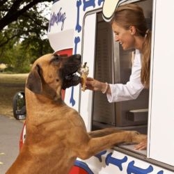 The K99 is the world’s first ice cream van for dogs. The treat van for pampered pooches will make its debut at the Boomerang Pets Party in Regents Park on July 24th. 

