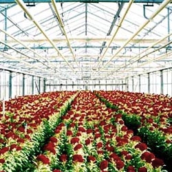 Wout Berger's new dutch plantings. Rows upon rows of c-print wonder.