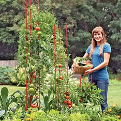 Stacking Heavy Duty Tomato Ladders in red or green!