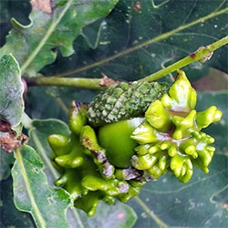 Knopper Galls ~ did you know there are wasps growing inside of these crazy growths on acorns? Take a peek inside...