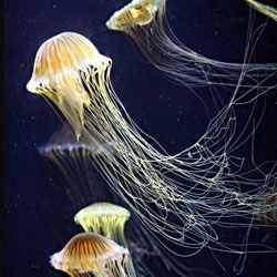 Jellyfish: 18 Dangerous Beauties