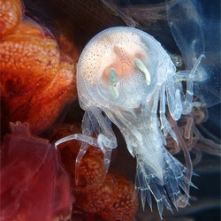 Incredible photographs by Alexander Semenov at White Sea Biological Station.