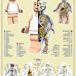 Jason Freeny has created the anatomy map of the Lego minifig.