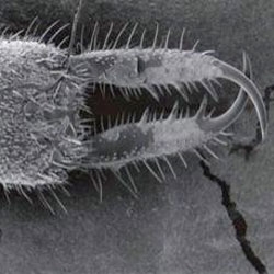 An ant lion captures ant in its jaws. New research from Eric Lambert of the University of South Florida in Tampa.