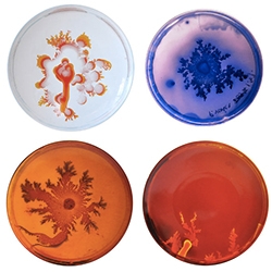 Bernardaud PETRI Dinner Plates designed by Vik Muniz (Brazilian Artist) and Tal Danino (Biological Engineer) - bacterial plates take on a whole new meaning!