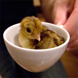 Our latest hatchlings ~ baby pheasants! Can you believe this little guy is sitting in an ESPRESSO cup? See more hatching pics and videos!