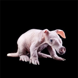 One of the most bizarre looking baby mammals, this little aardvark was recently born at Busch gardens.