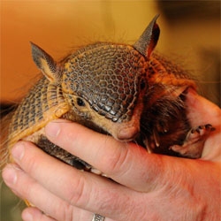 What could be cuter than baby screaming hairy armadillos?