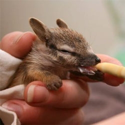 The Perth Zoo successfully hand-reared four baby numbats!