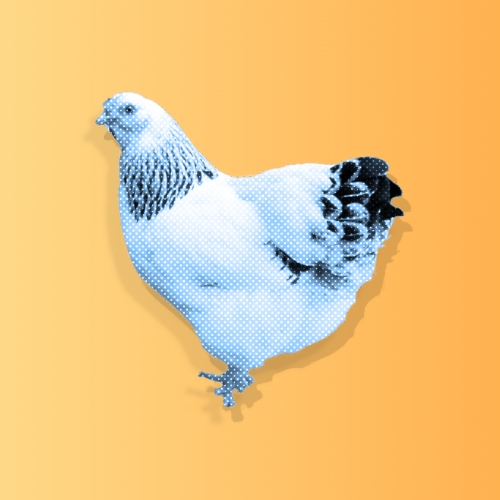 Ballot.fyi breaks down the 11 California state propositions – issues that include Daylight Saving Time, rent control, and whether eggs should be cage free.