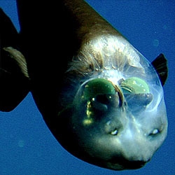 These are the first images ever taken of the acropinna microstoma or “Barrel Eye” fish.  It's head is transparent so it can look up see through it's "dome."